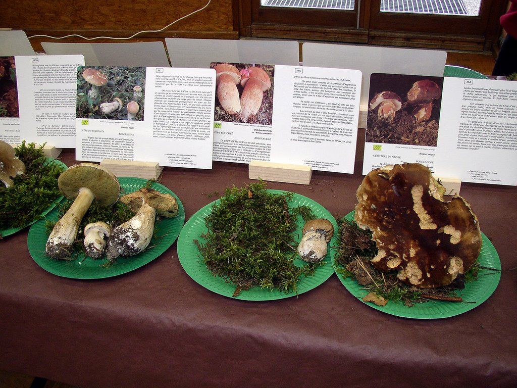 Expo champignons a Conde sur Vesgre 50